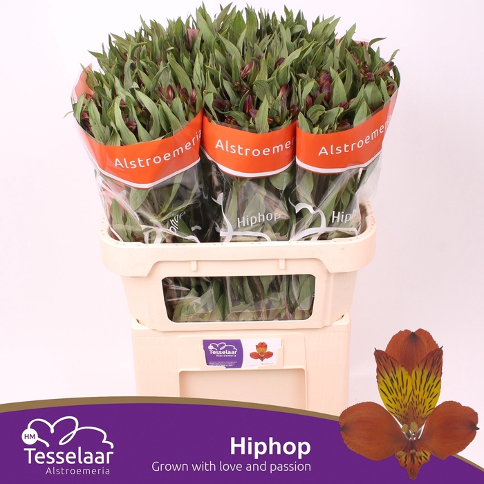 <h4>Alstroemeria hiphop</h4>