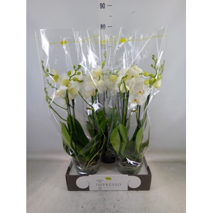 Phalaenopsis   ...white