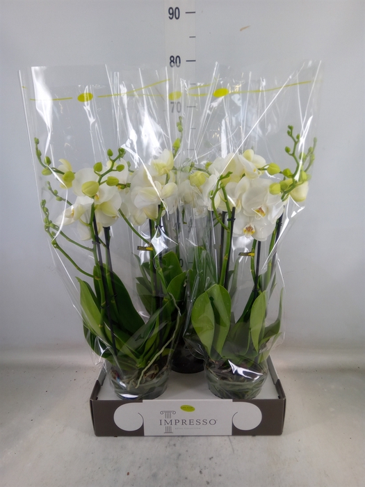 <h4>Phalaenopsis   ...white</h4>