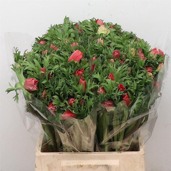 <h4>Anem Co Mar Red</h4>