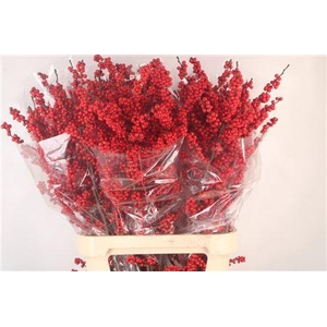 Ilex Magical Crimson