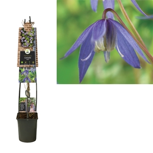 Clematis alpina +3.0 label