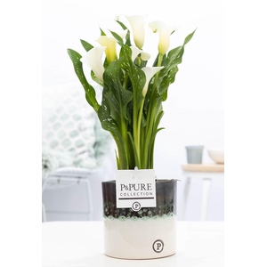 Zantedeschia white in P&PURE Illusion cer. perfectly imperfectab