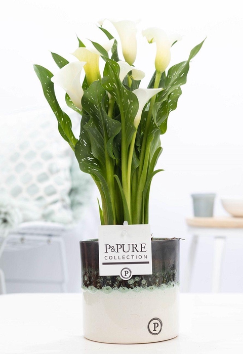 <h4>Zantedeschia white in P&PURE Illusion cer. perfectly imperfectab</h4>