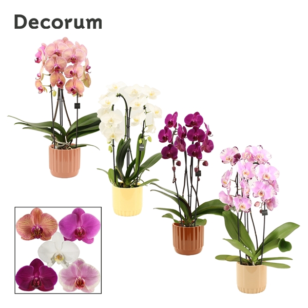 <h4>Phalaenopsis cascade 2 tak mix in Liam (Coffee blend-collection</h4>