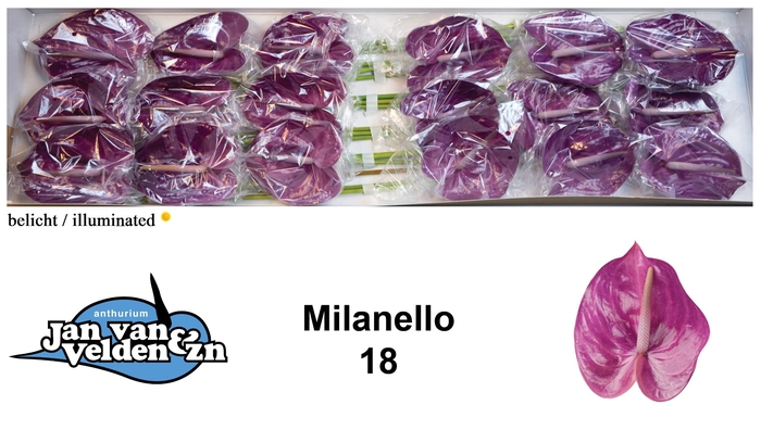 <h4>Anthurium Milanello</h4>