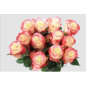 Rosa ec sweetnesse