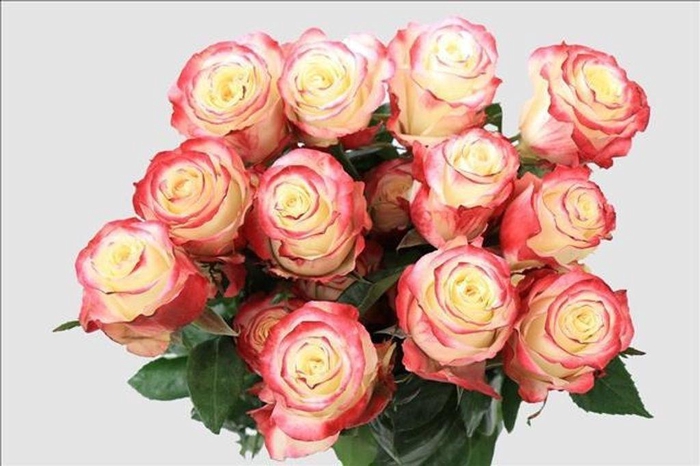 <h4>Rosa ec sweetnesse</h4>
