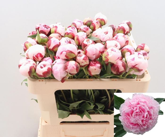 <h4>PAEO L SARA BERNHARD</h4>