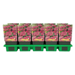 Achillea