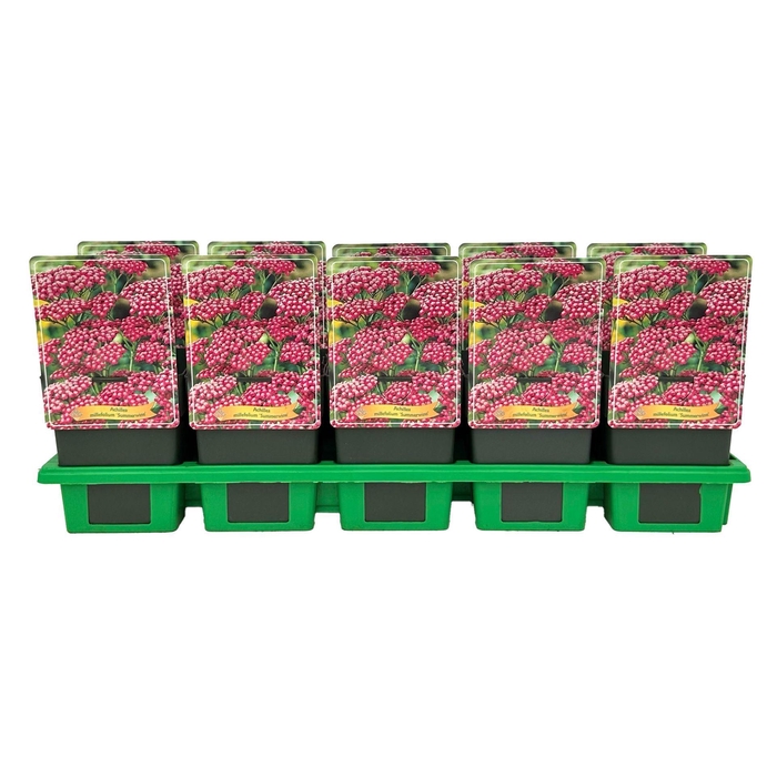 <h4>Achillea</h4>
