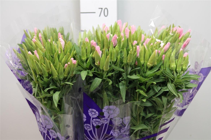 <h4>Godetia Pink</h4>