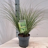 Carex ColorGrass Phoenix Green