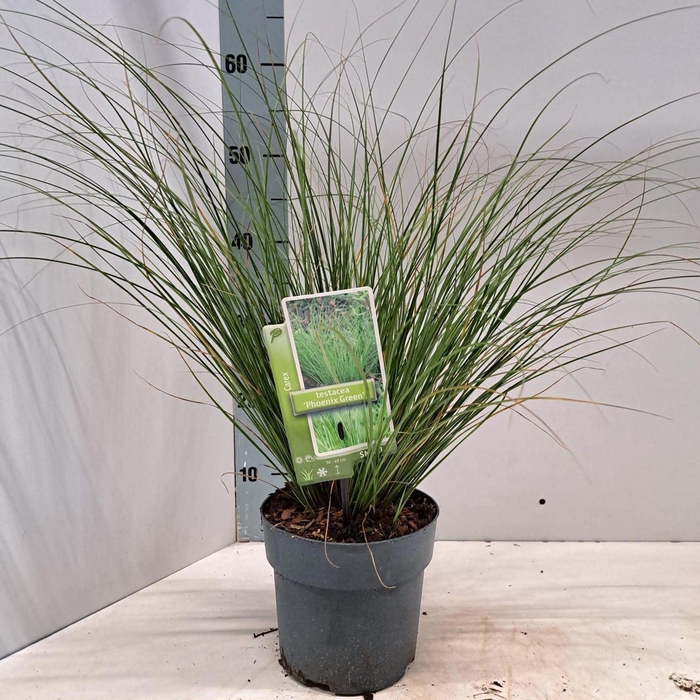 Carex ColorGrass Phoenix Green