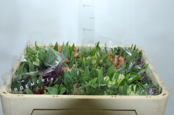 <h4>ALSTROEMERIA VARIADO 080 CM</h4>