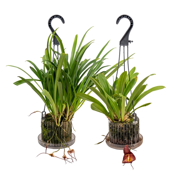 <h4>Orchideeen</h4>