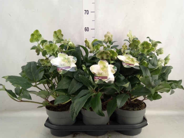 <h4>Helleborus   ...</h4>