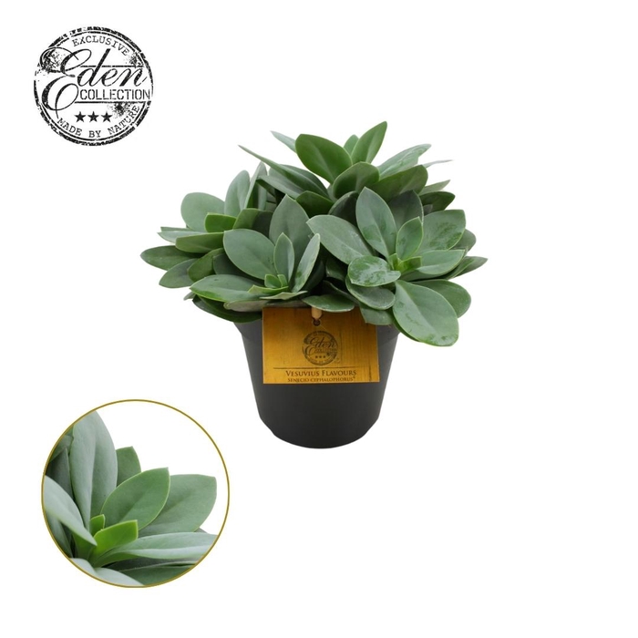 <h4>Senecio Cephalophorus 12cm</h4>