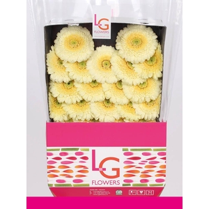 Germini Pomponi Dotti Ivani Diamond