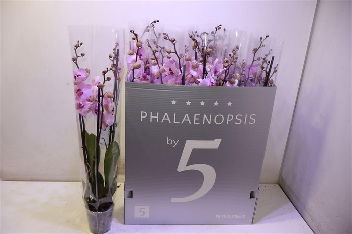 <h4>arr8 Phal Ov Roze</h4>