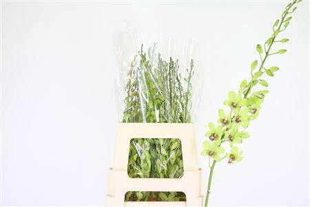 <h4>DENDRO GREEN XL SG*</h4>