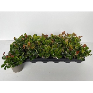 Gaultheria