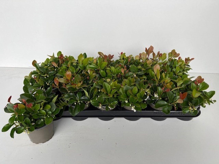 <h4>Gaultheria</h4>