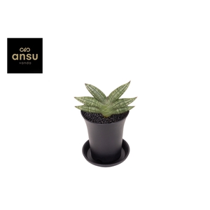 Sansevieria Inti No. 1 in sierpot