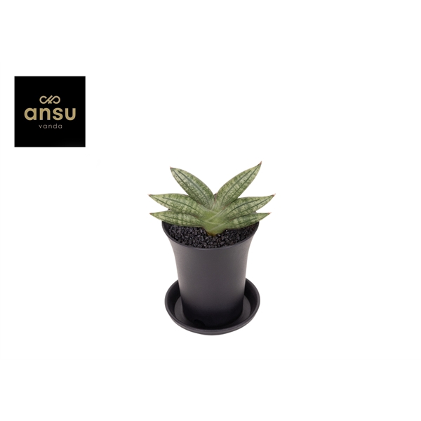 <h4>Sansevieria Inti No. 1 in sierpot</h4>