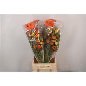 Papaver. Mandarino Ex Per Stem