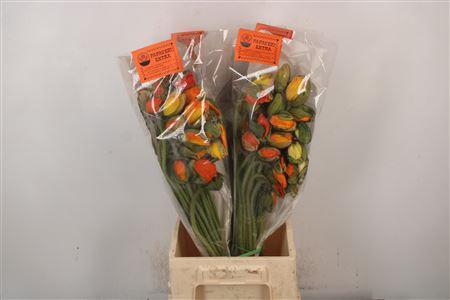 <h4>Papaver. Mandarino Ex Per Stem</h4>