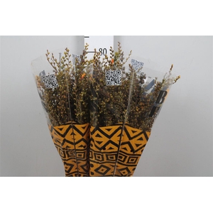 Crocosmia Met Bes Lucifer