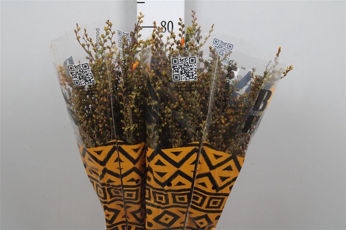 <h4>Crocosmia Met Bes Lucifer</h4>