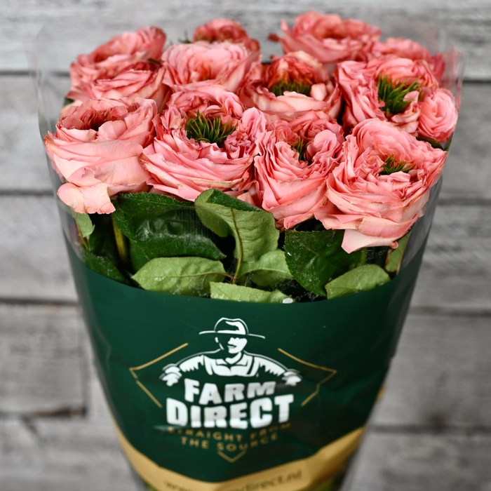 <h4>R Gr Mandarin Xpression</h4>