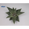 Aloe Aveo Cutflower Wincx-8cm