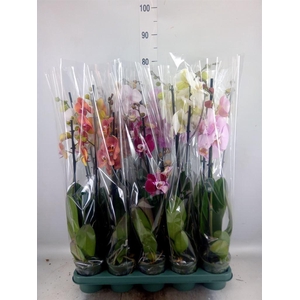 Phalaenopsis   ...mix