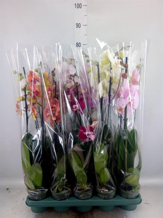 <h4>Phalaenopsis   ...mix</h4>