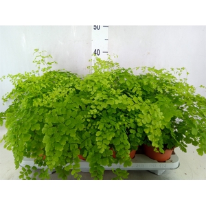 Adiantum raddi. 'Fragrans'