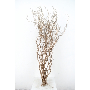 CORYL AV CONTORTA 2-JARIG 160CM