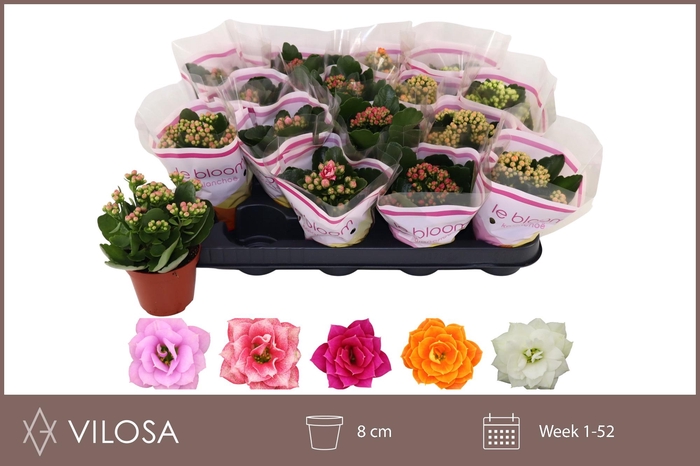 <h4>KAL GE GEM 5 KL</h4>