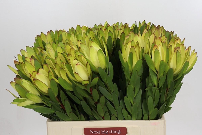 <h4>Leucadendron Goldstrike</h4>