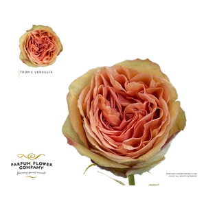 Rosa Garden Tropic Versillia