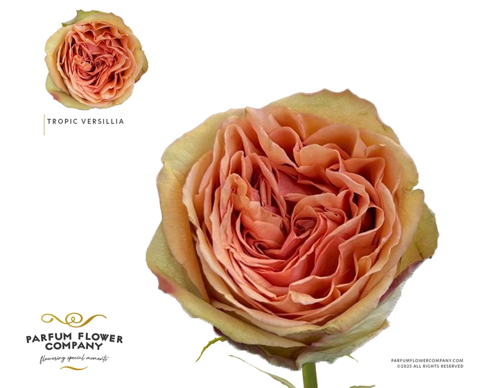 <h4>Rosa Garden Tropic Versillia</h4>