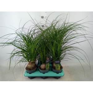 Beaucarnea recurvata