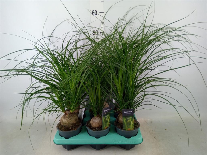 <h4>Beaucarnea recurvata</h4>