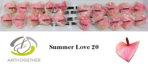 <h4>Anth A Summer Love 9 cm X20 Evanty</h4>