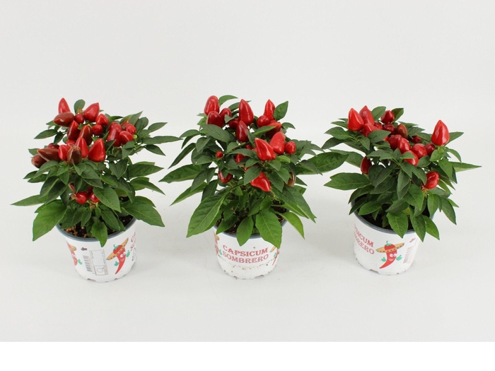 <h4>Capsicum Annuum 'Mambo Red'</h4>