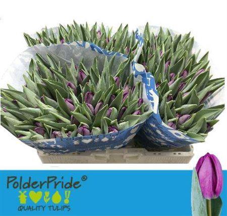 <h4>Tu En Bullit</h4>