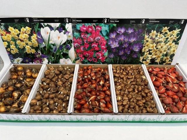 <h4>BULB MIX 790PCS</h4>