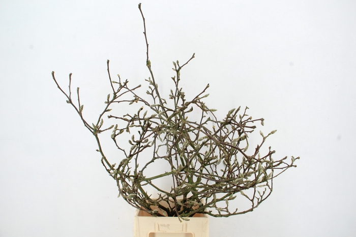 <h4>MAGNOLIA GRILLIG PER STEM 100CM</h4>